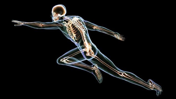 Médico Ortopedista Zapopan estructura del esqueleto Estructura del Esqueleto esqueleto