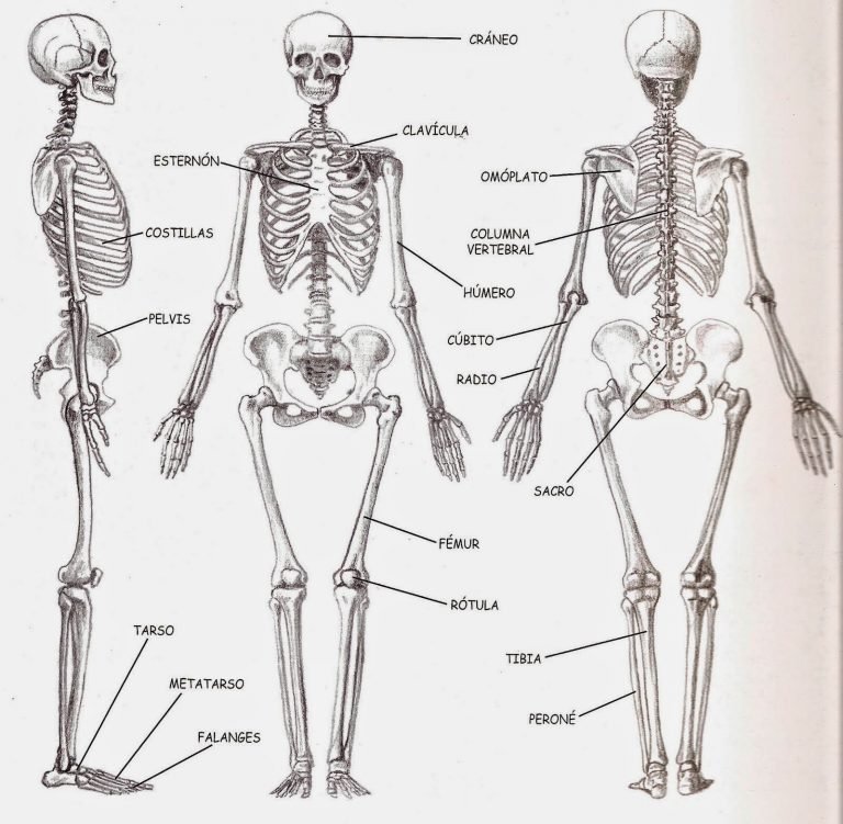 Estructura Del Esqueleto Médico Ortopedista Zapopan Clasificación 2122