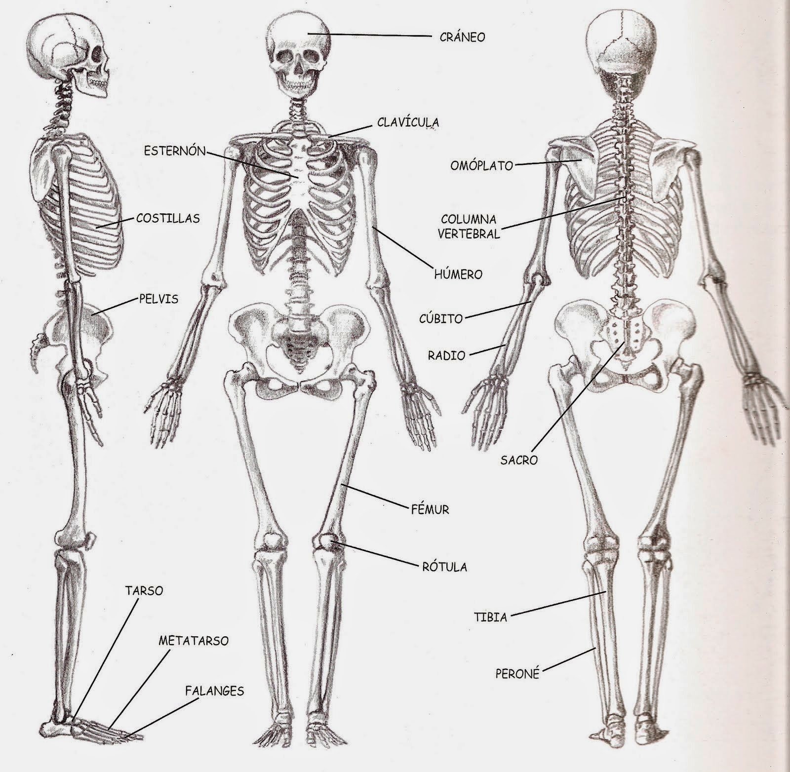 Estructura del Esqueleto, Médico Ortopedista Zapopan
