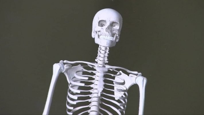 Huesos que Conforman el Hombro huesos que conforman el hombro Huesos que Conforman el Hombro huesos hombros